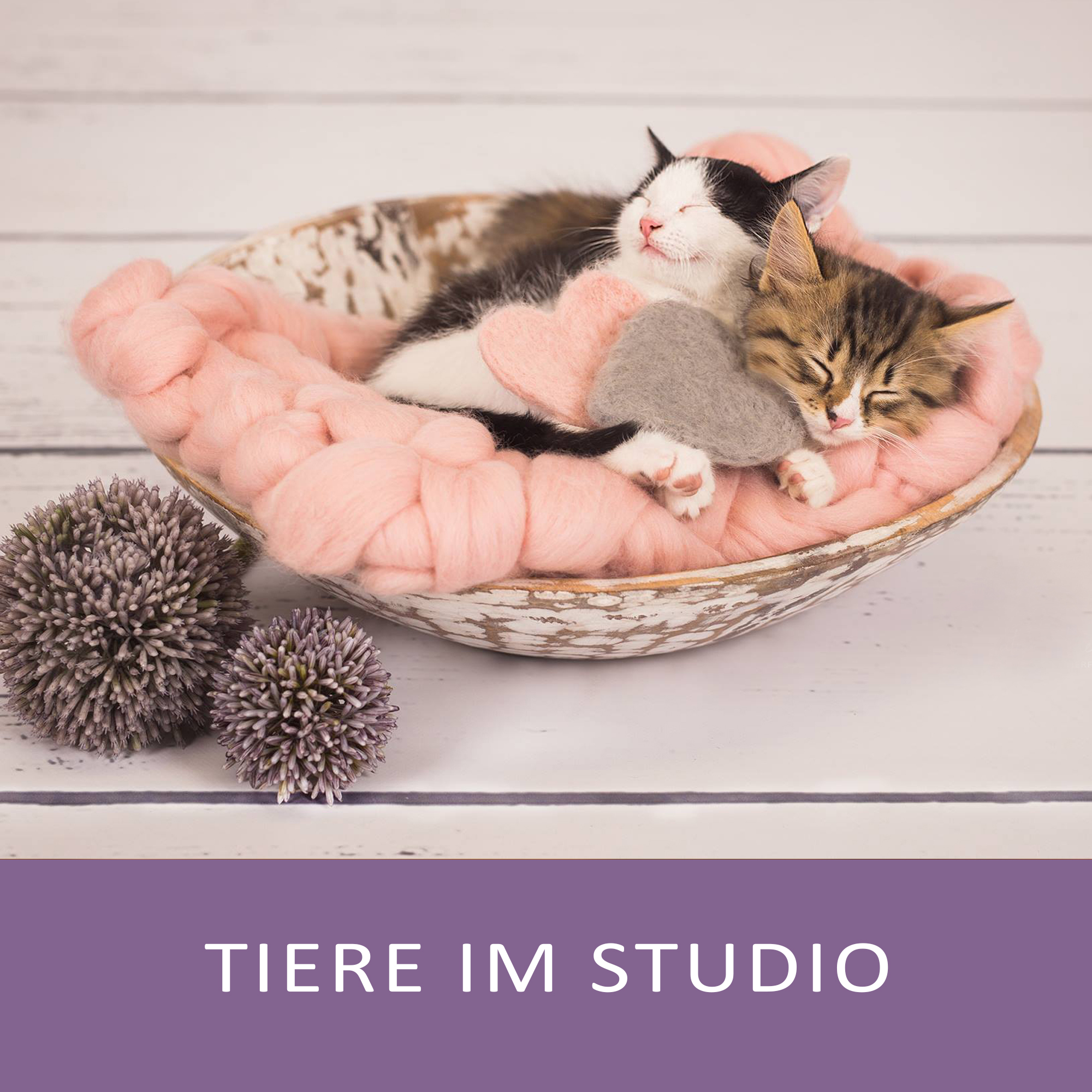 Studio